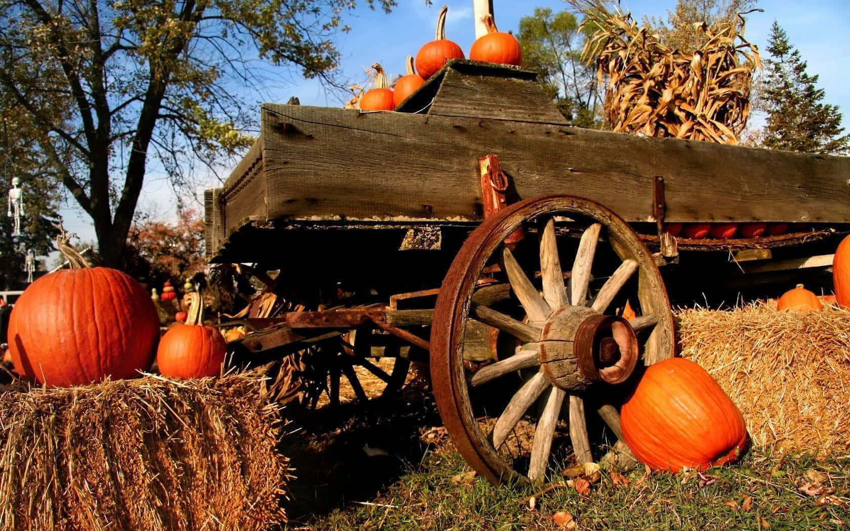 Autumn Splendor - A Pumpkin Surrounded By Its Leaves. Background