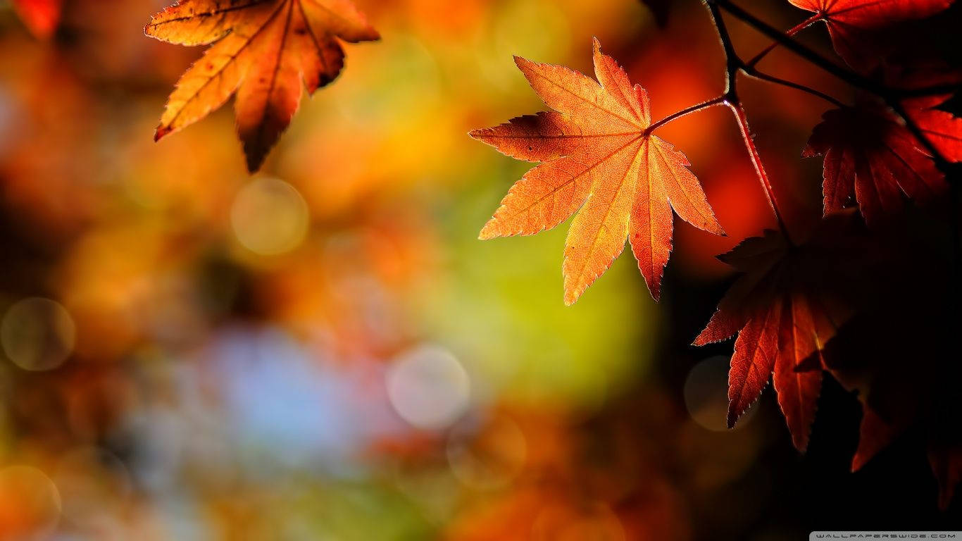 Autumn Sugar Maple Leaves Background