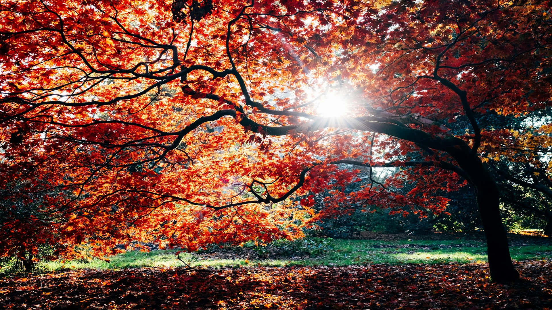 Autumn Sunburst Tree Wallpaper Background