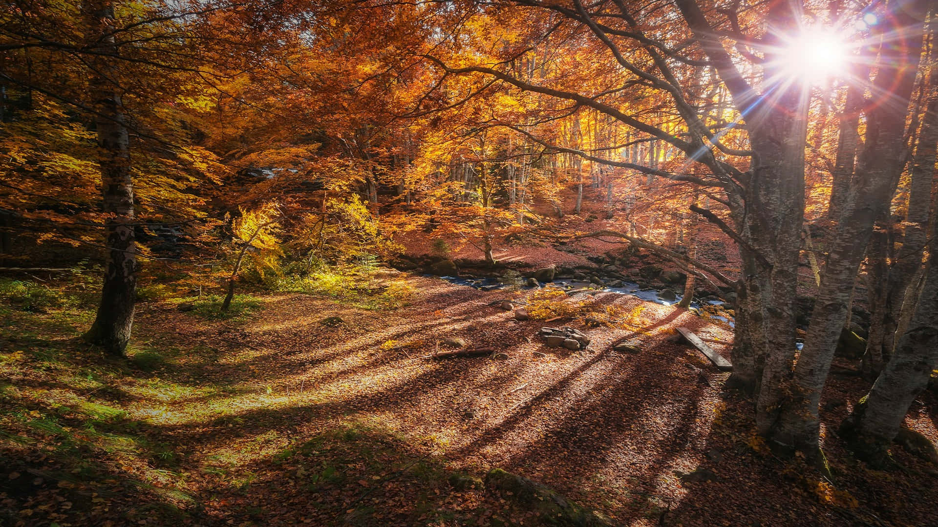 Autumn Sunlight Forest Stream.jpg Background