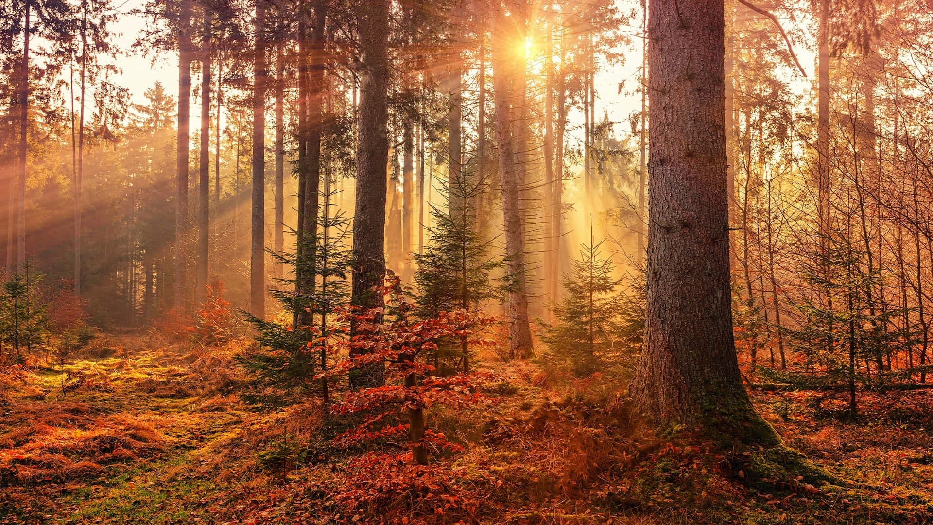 Autumn Sunrise Forest.jpg Background