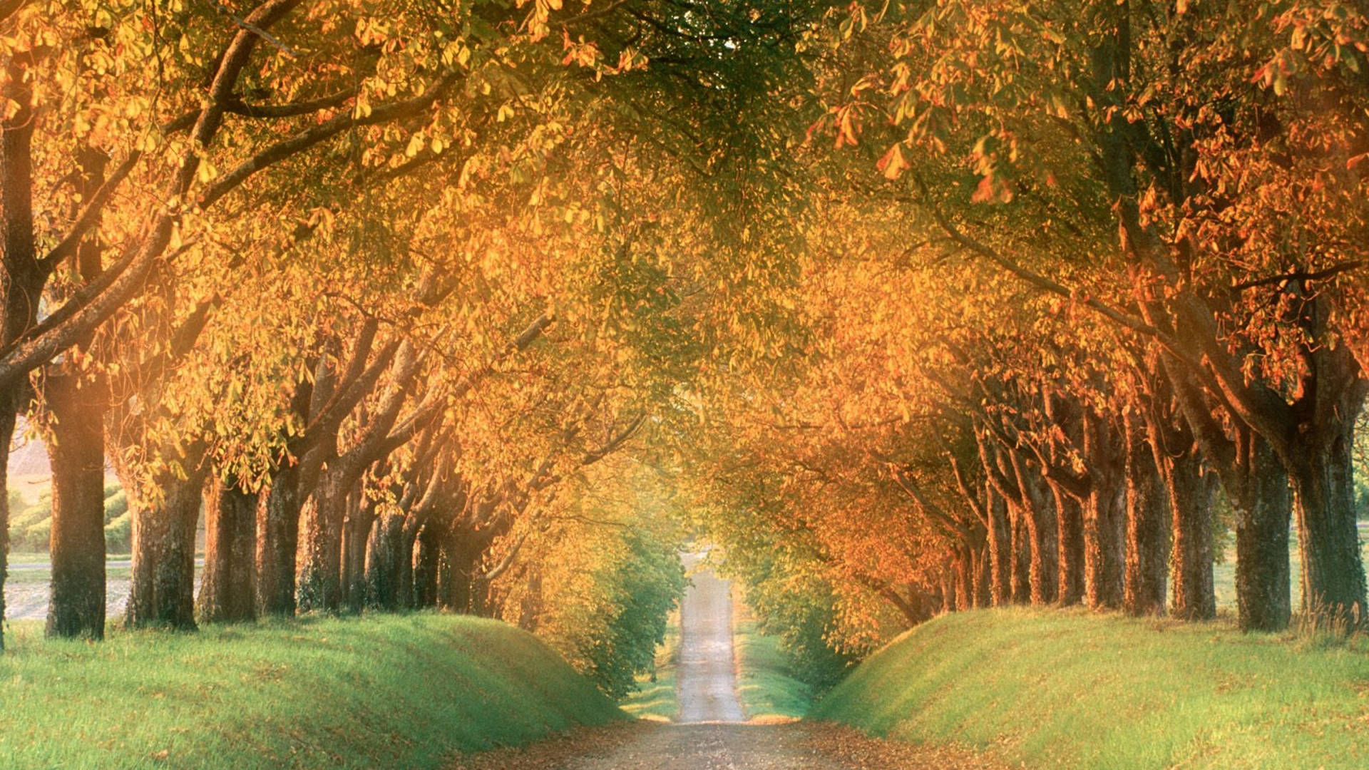 Autumn Tree Tunnel Painting Vermont Usa Background