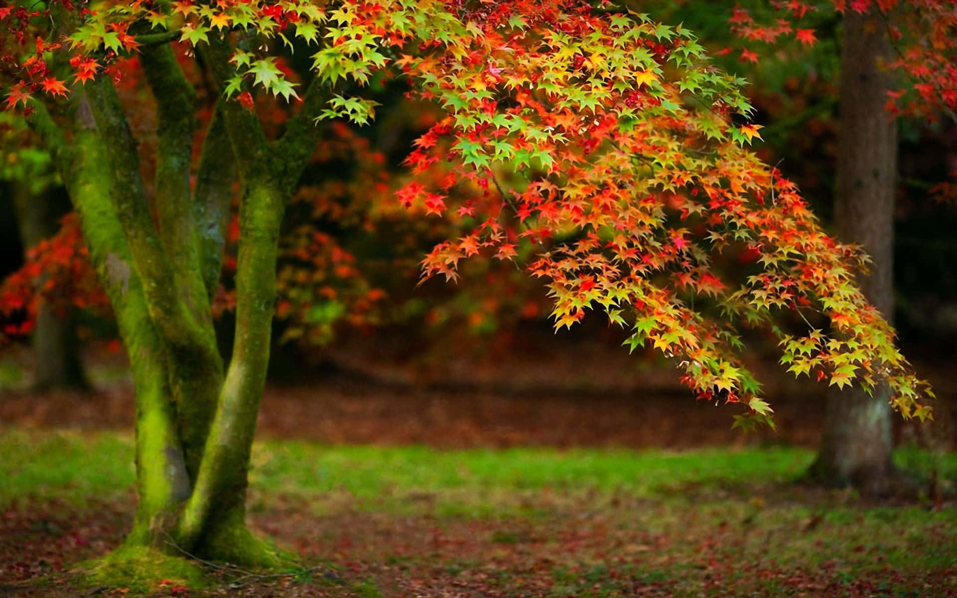 Autumn Tree With Red And Green Maple Leaves