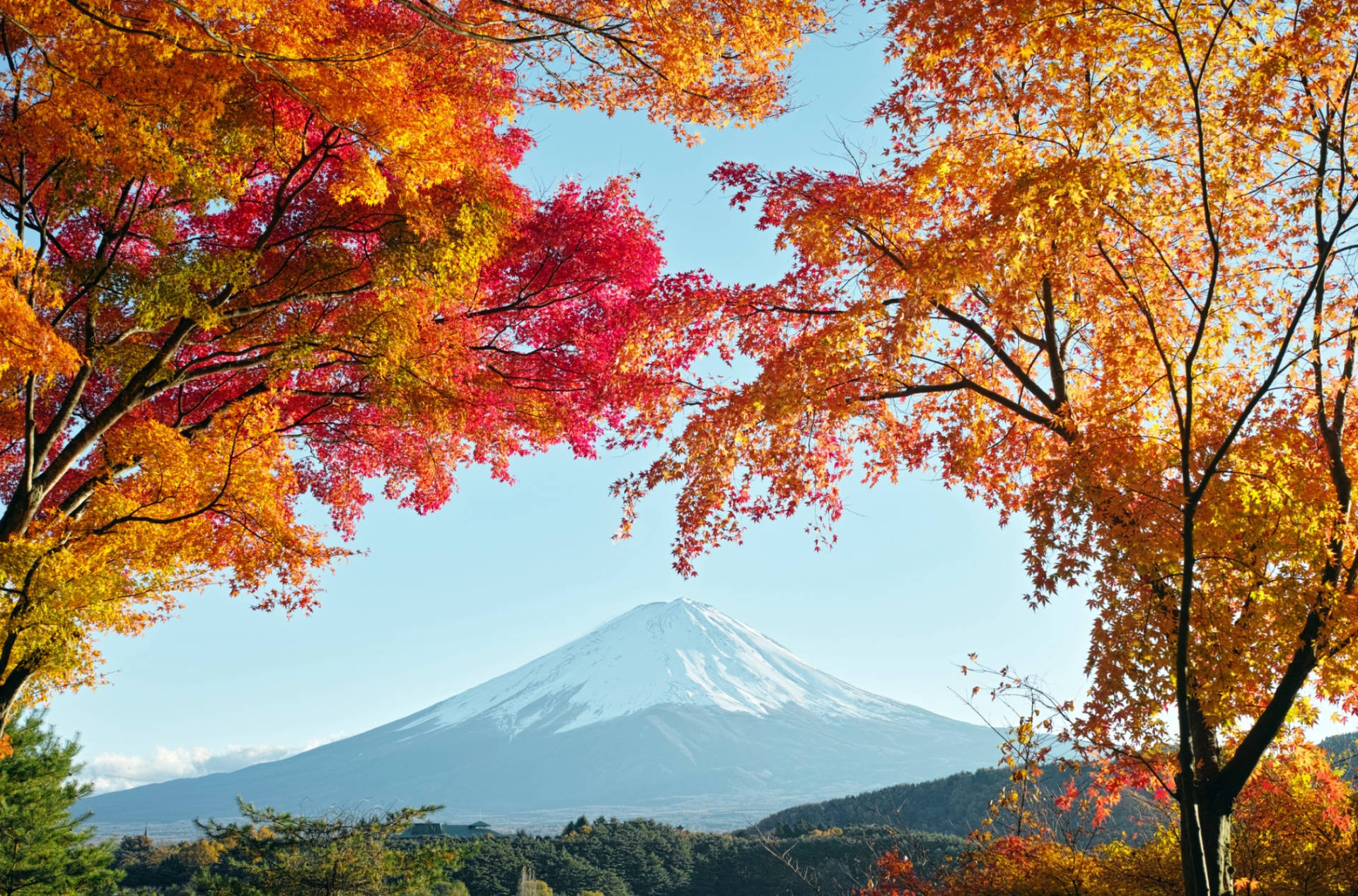 Autumn Trees And Mount Fuji Background