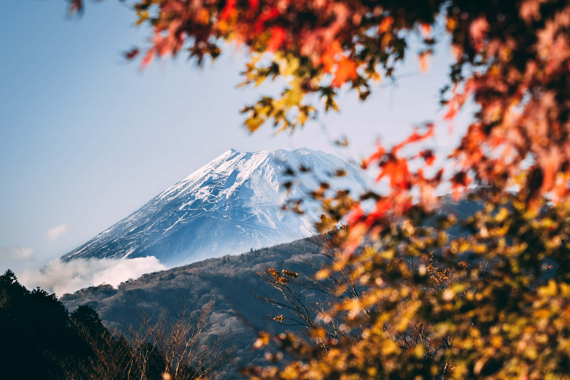 Autumn Trees Covering Fuji Mountain Background