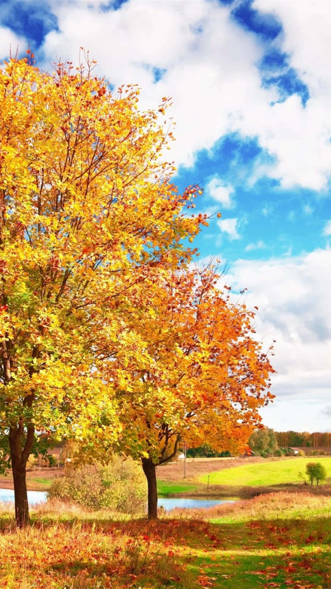 Autumn Trees In The Field Background