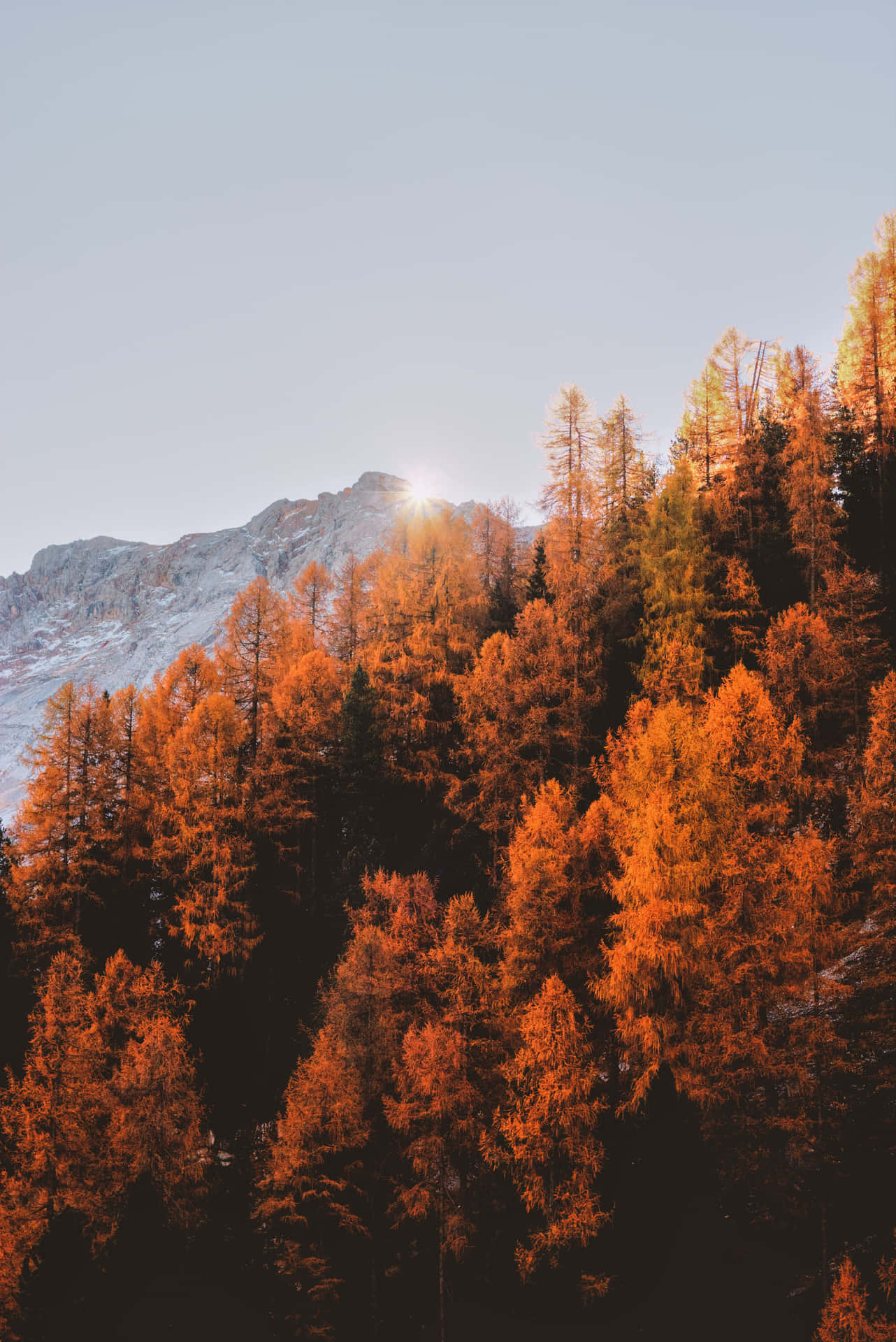 Autumn Trees In The Mountains Background