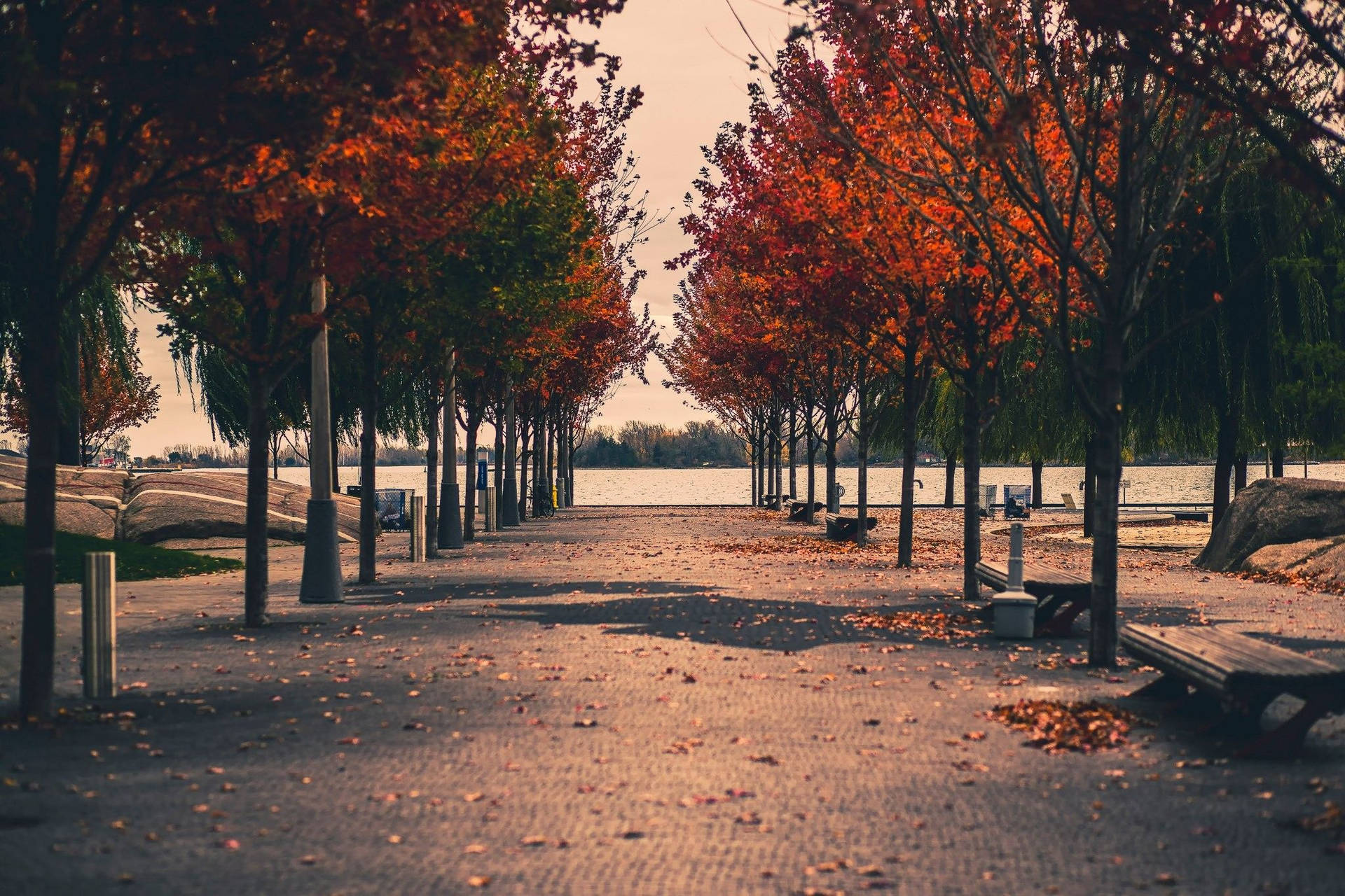 Autumn Trees In Toronto Park Background
