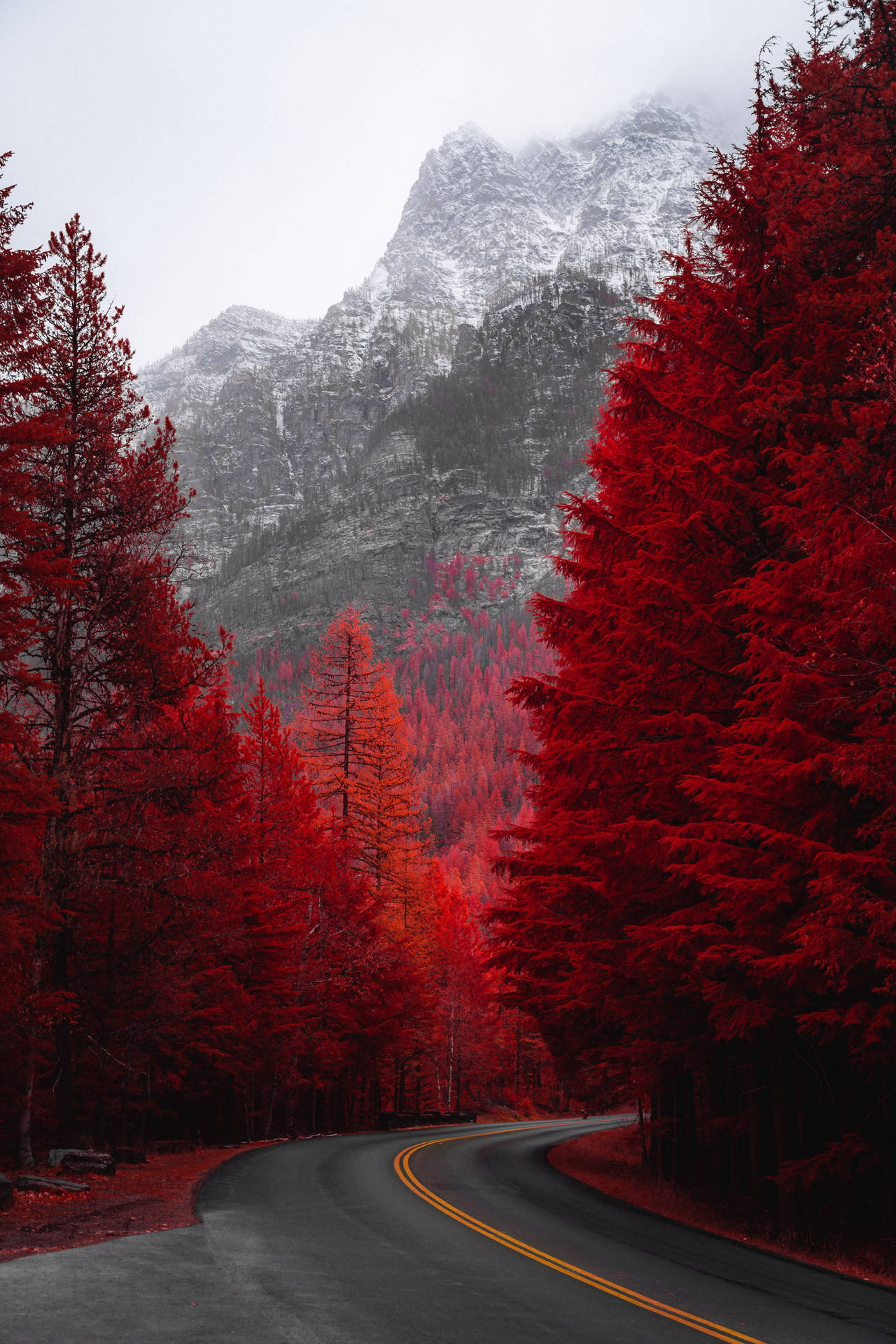 Autumn Trees Landscapes Background