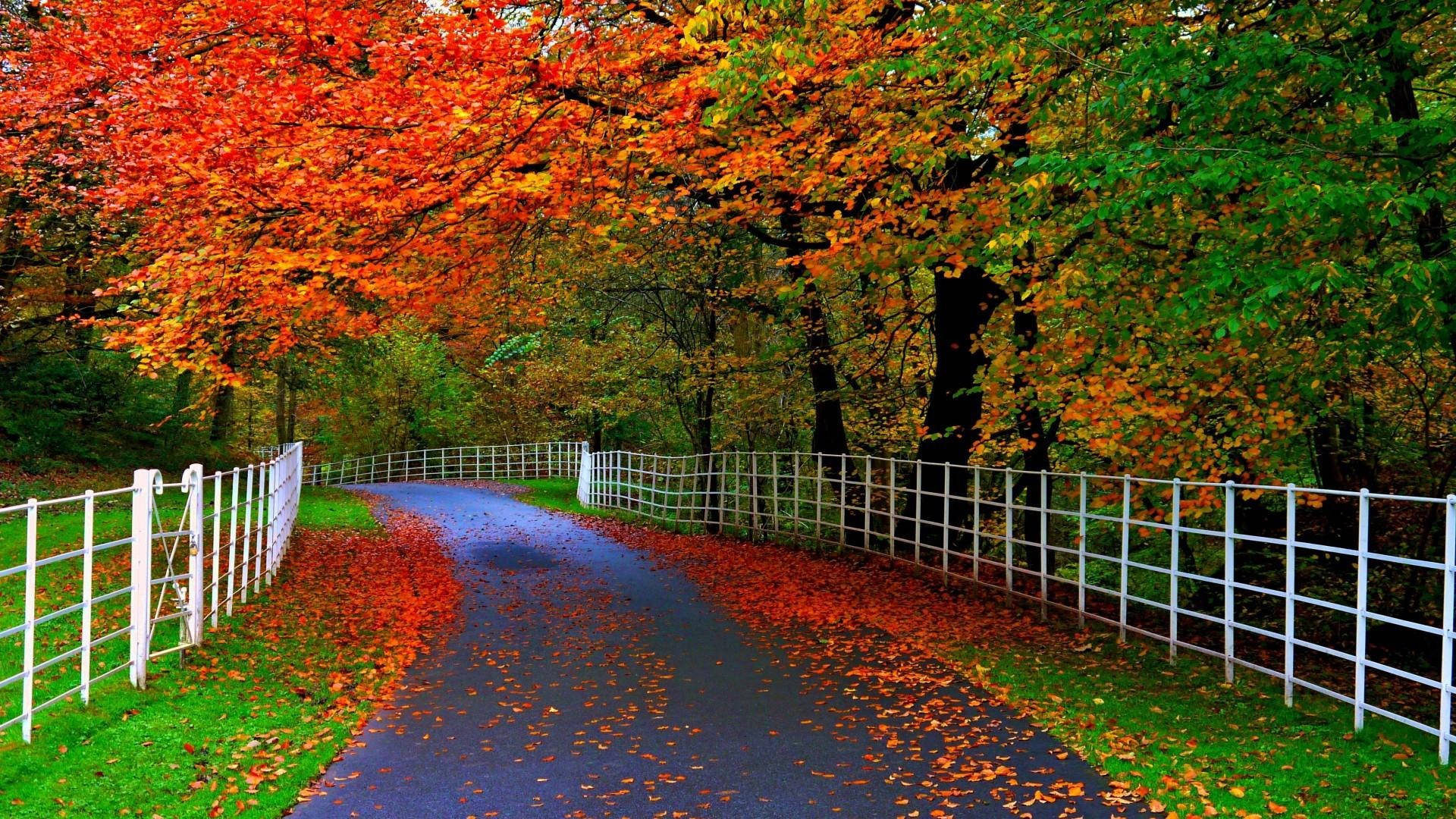 Autumn Trees Most Beautiful Nature Background