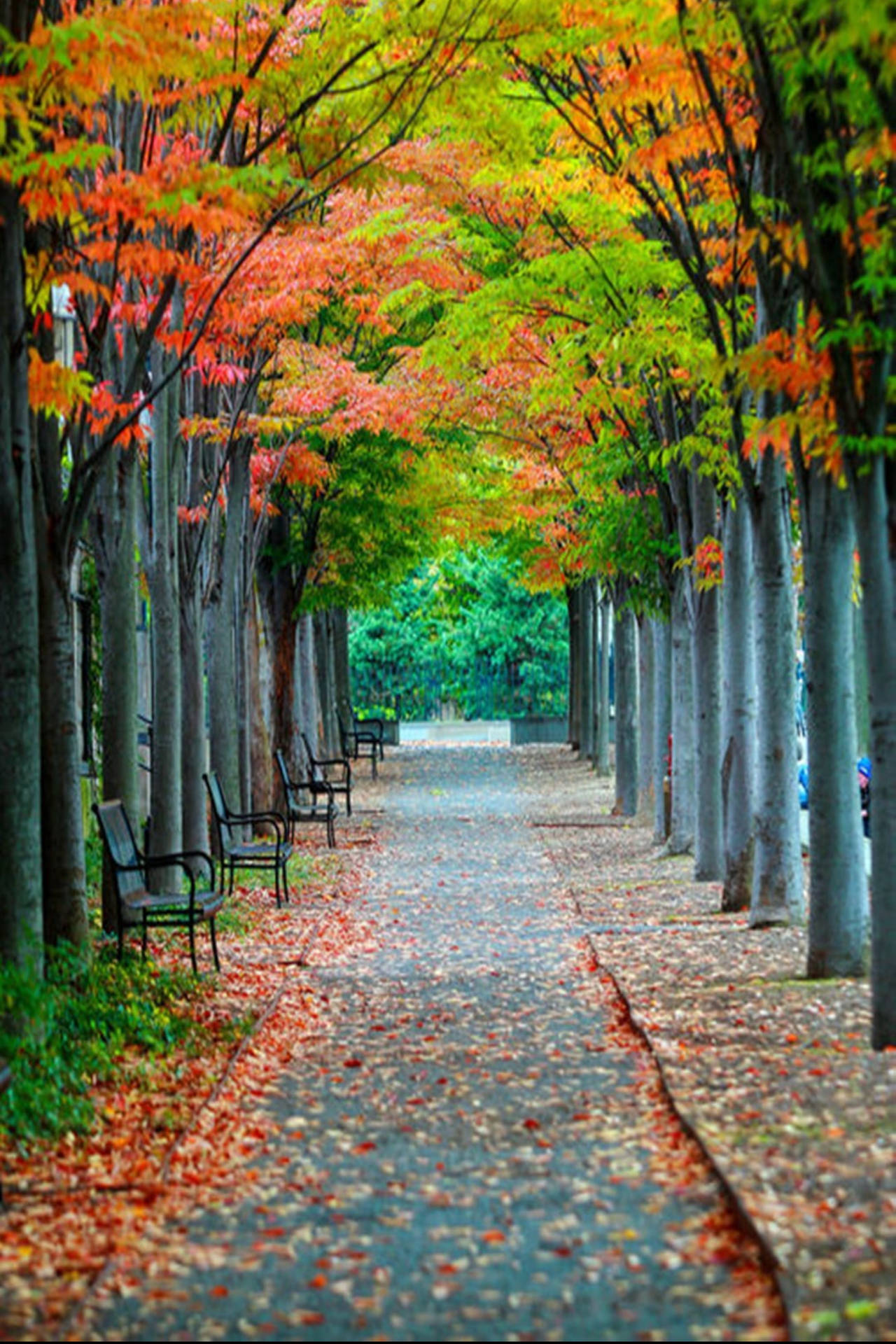 Autumn Trees Pathway 4k Iphone 11 Background
