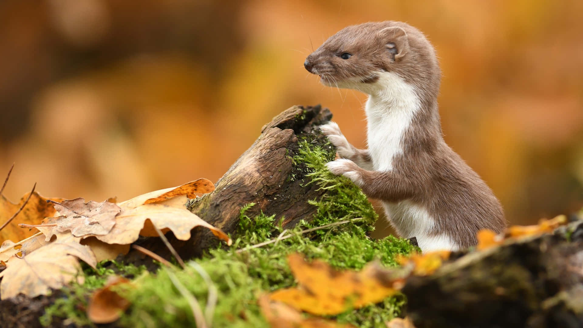 Autumn Weasel Standing On Log