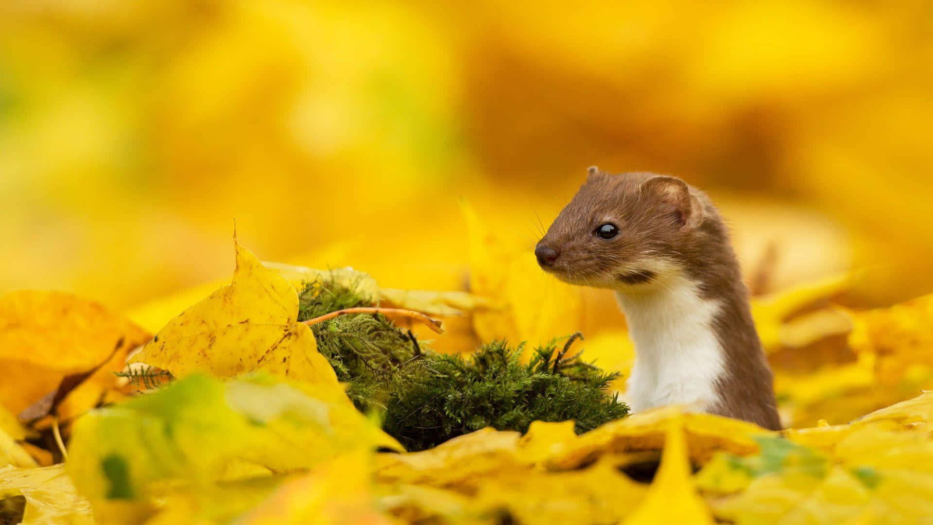 Autumn Weaselin Fallen Leaves Background