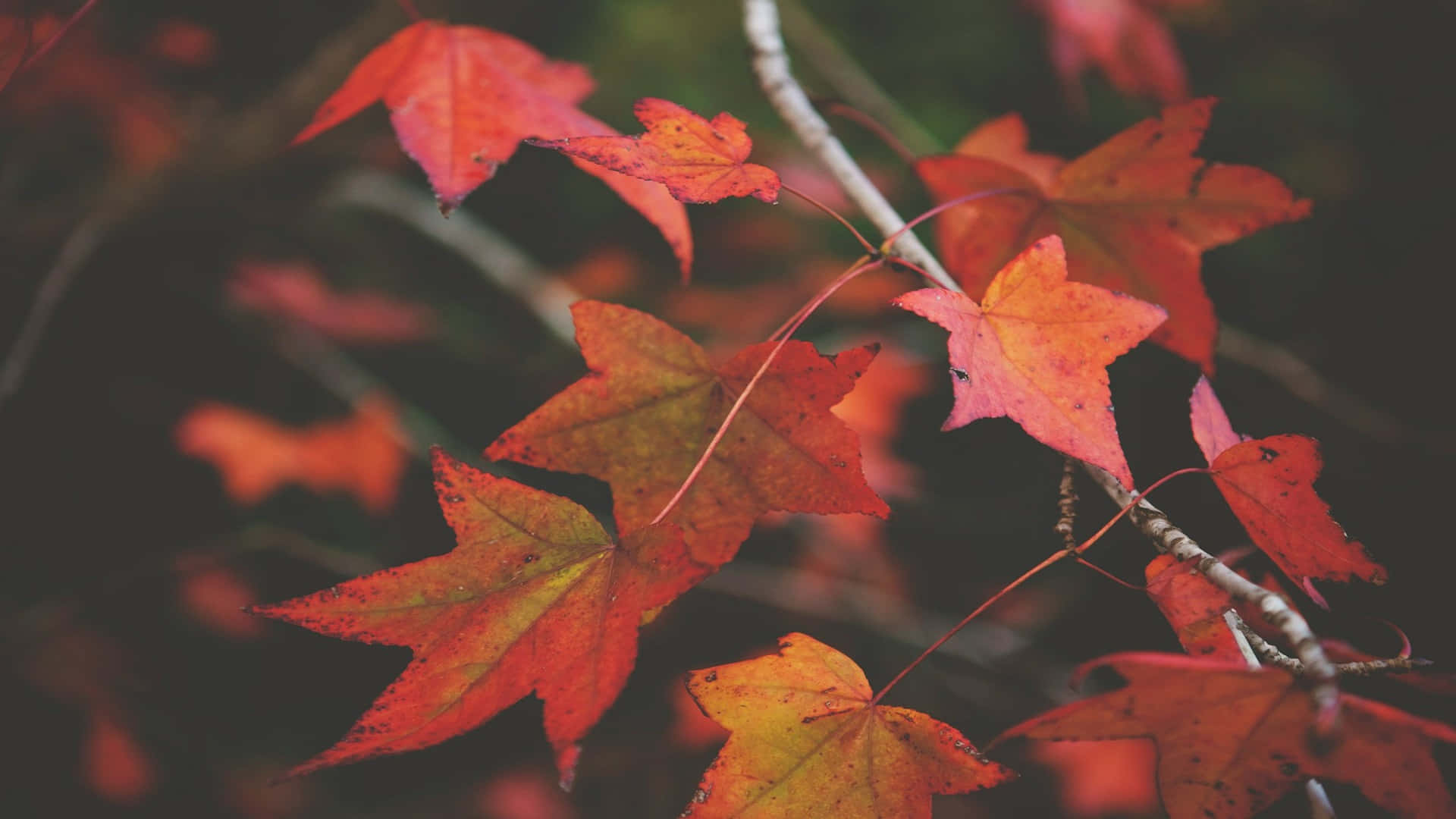 Autumn_ Whispers_ Desktop_ Background Background
