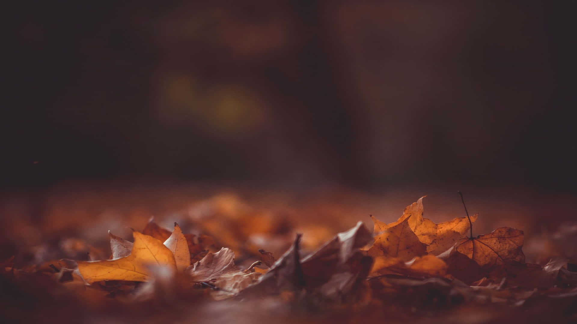 Autumn_ Whispers_ Desktop_ Background Background