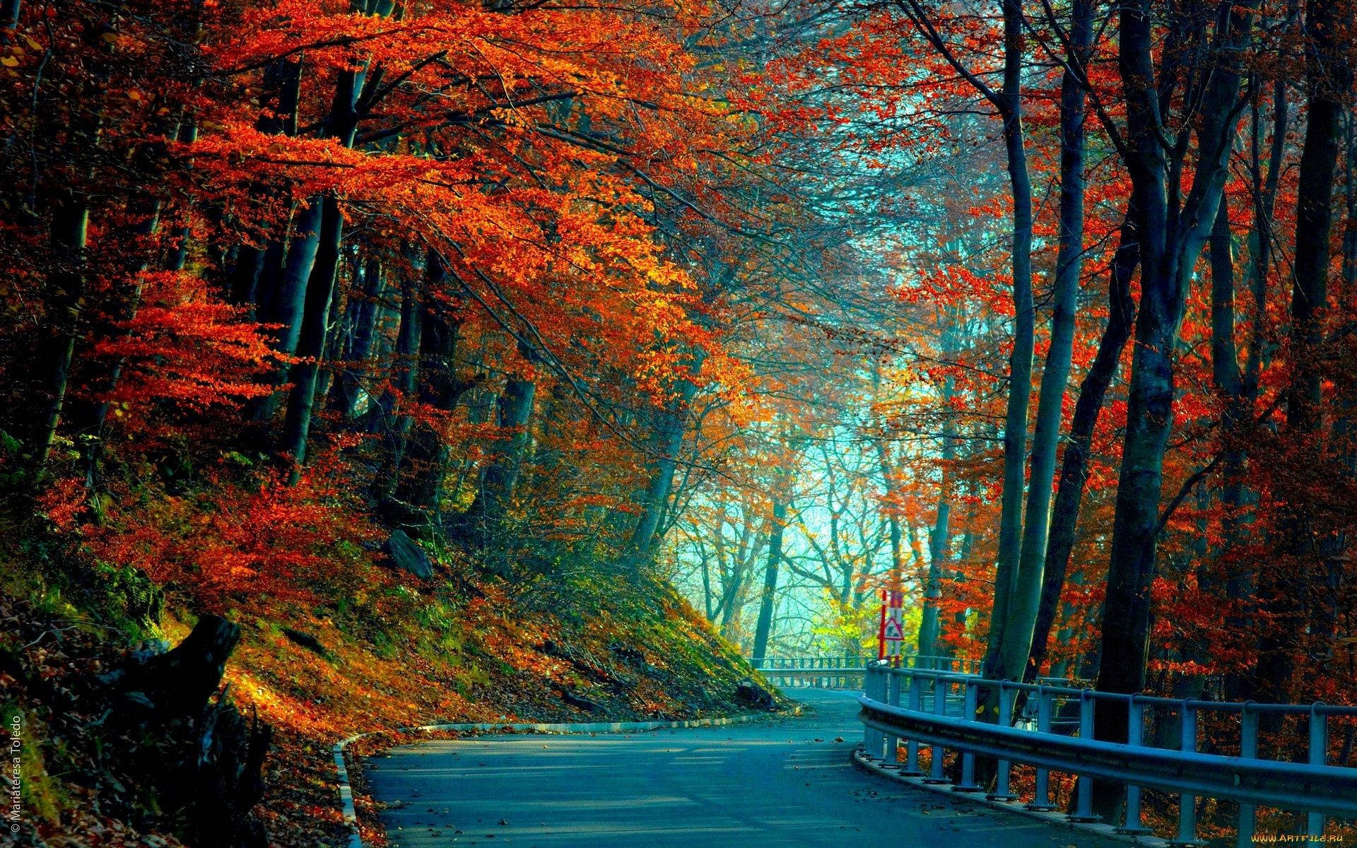 Autumn Winding Road And Red Trees Background