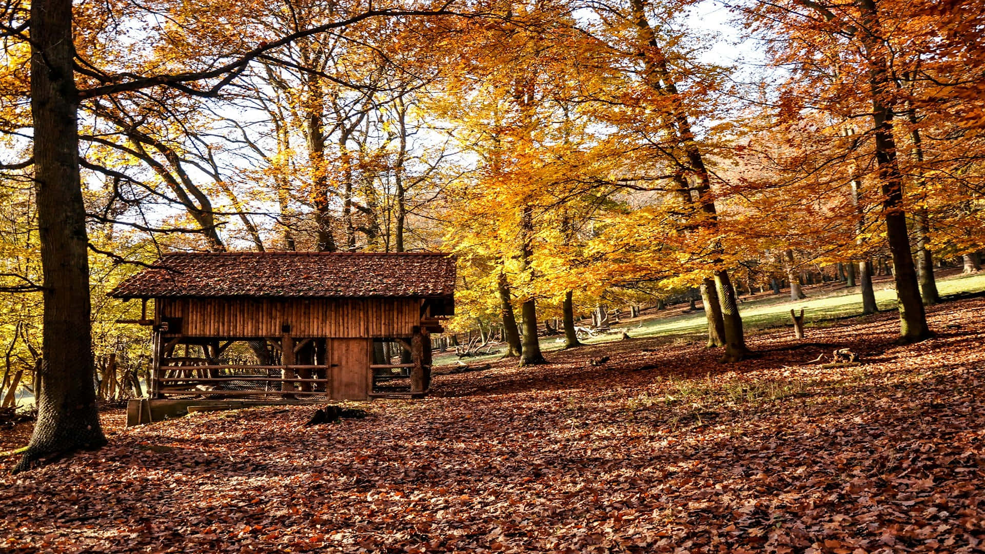 Autumn Woodland Cabin H D Background