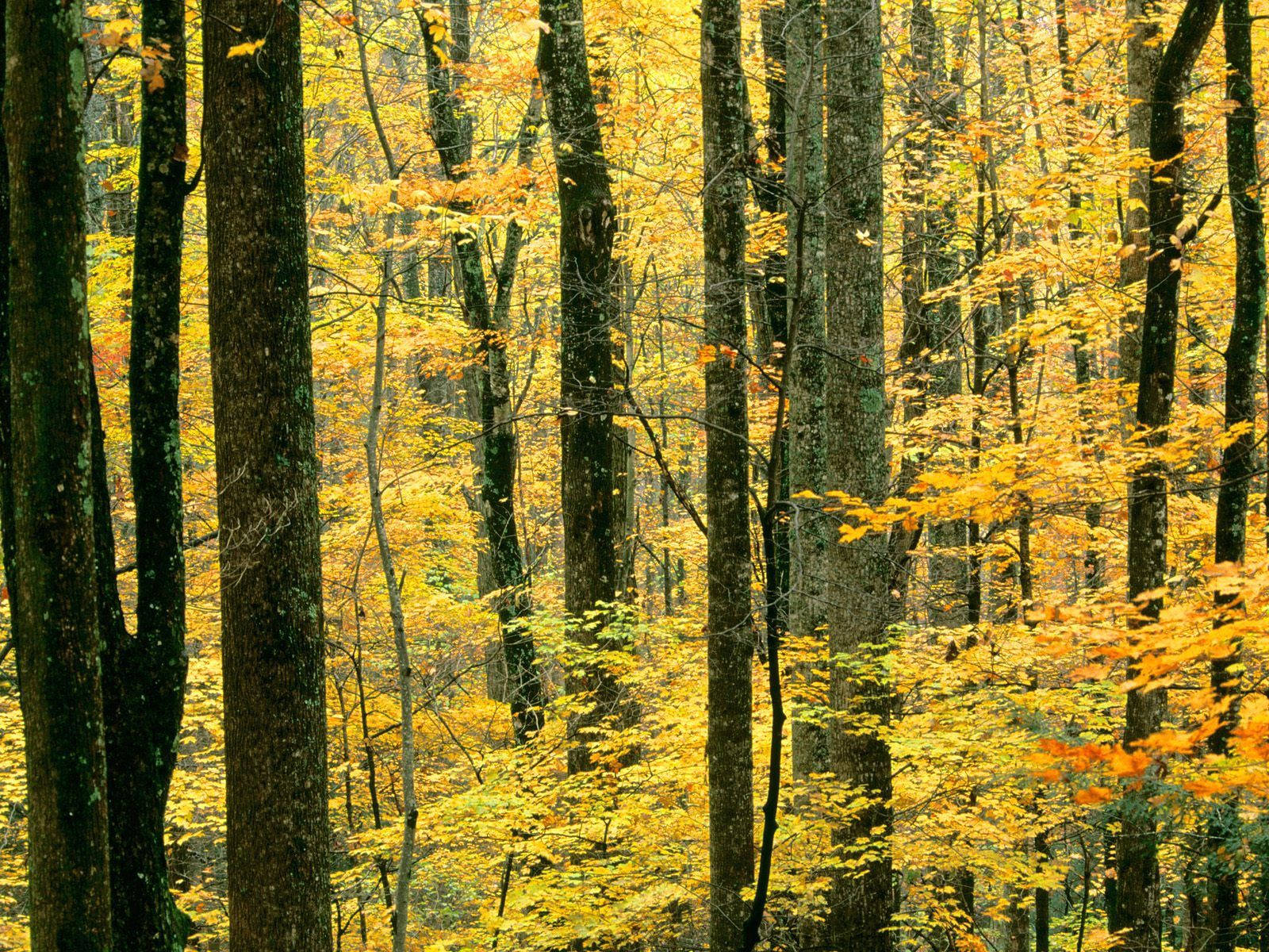 Autumn Yellow Forest Tree Background