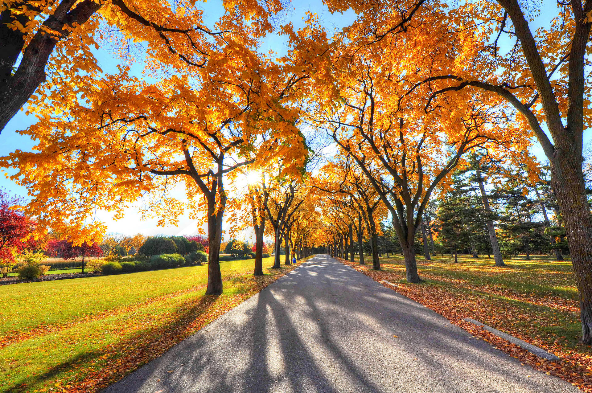 Autumn Yellow Hickories Trees Background