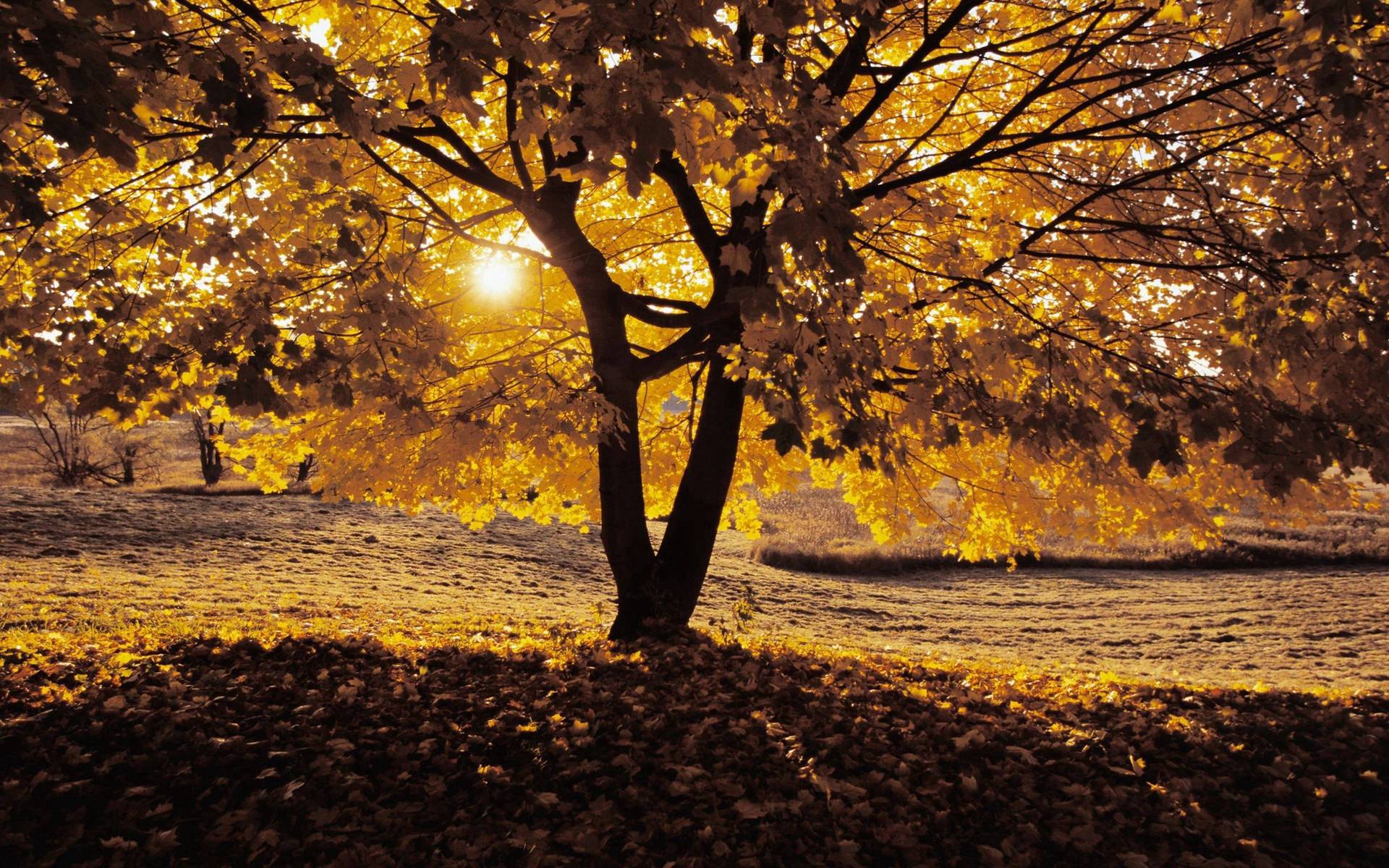 Autumn Yellow Tree And Warm Sunlight Background
