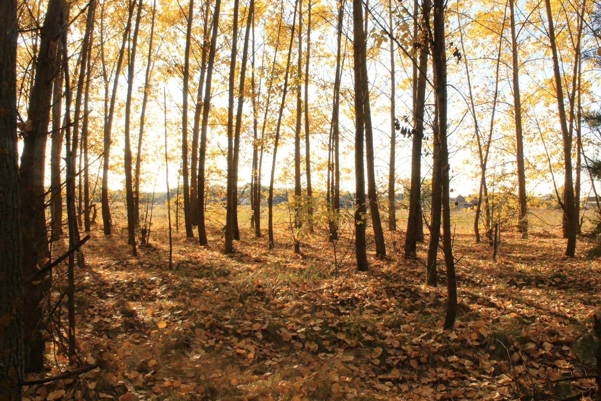 Autumnal Forest Glow Background