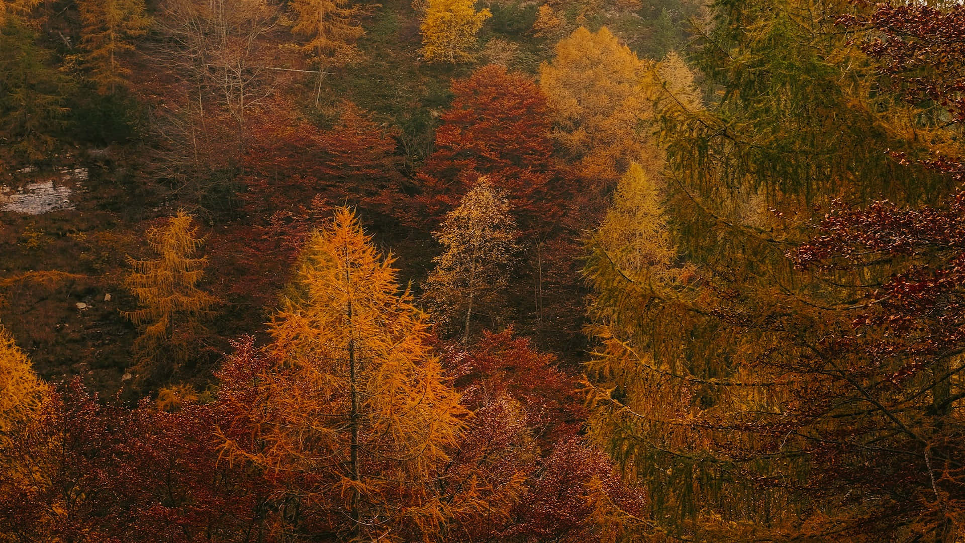 Autumnal Forest Glow.jpg Background
