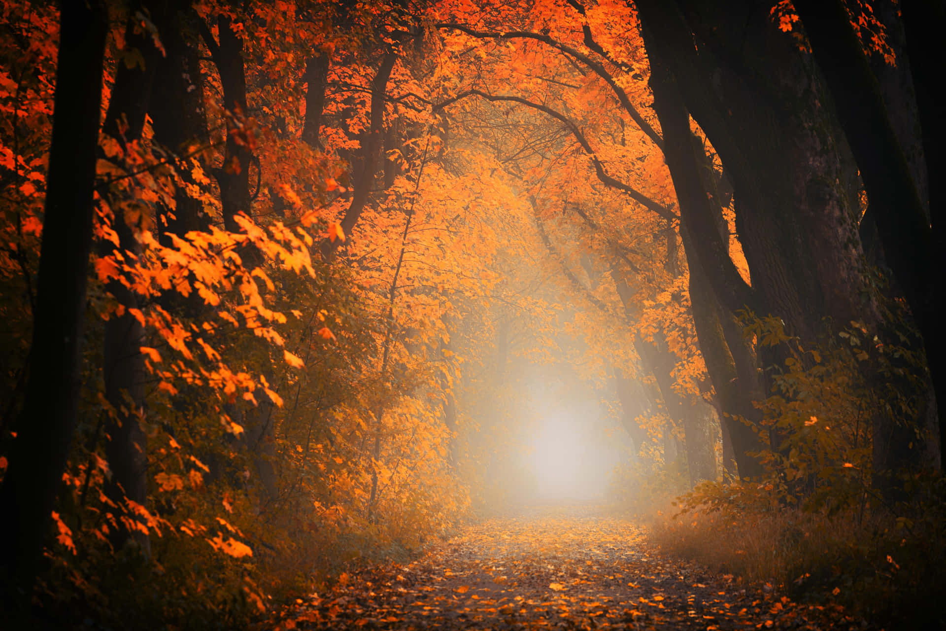 Autumnal Forest Glow.jpg Background