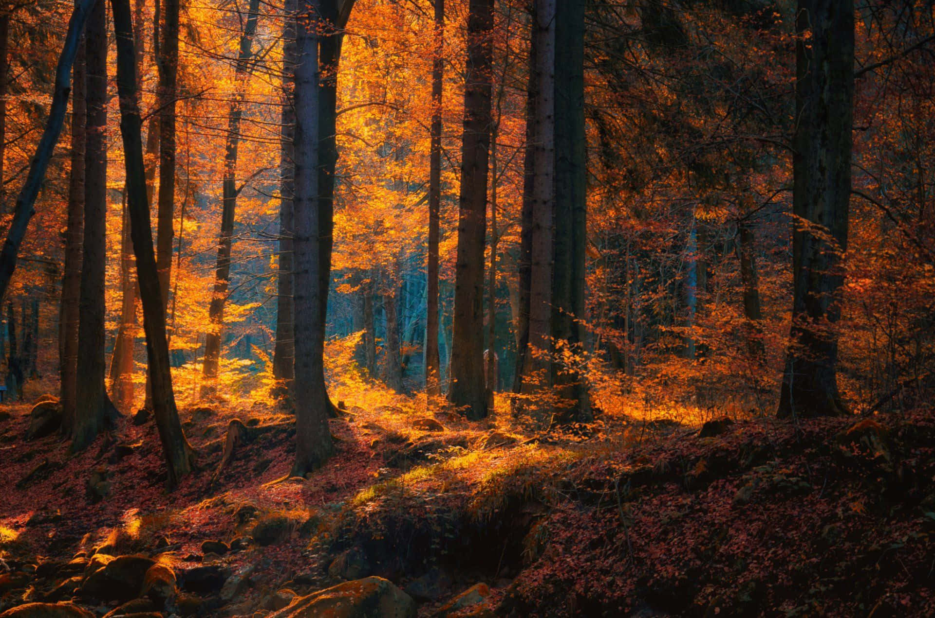 Autumnal Forest Glow Background