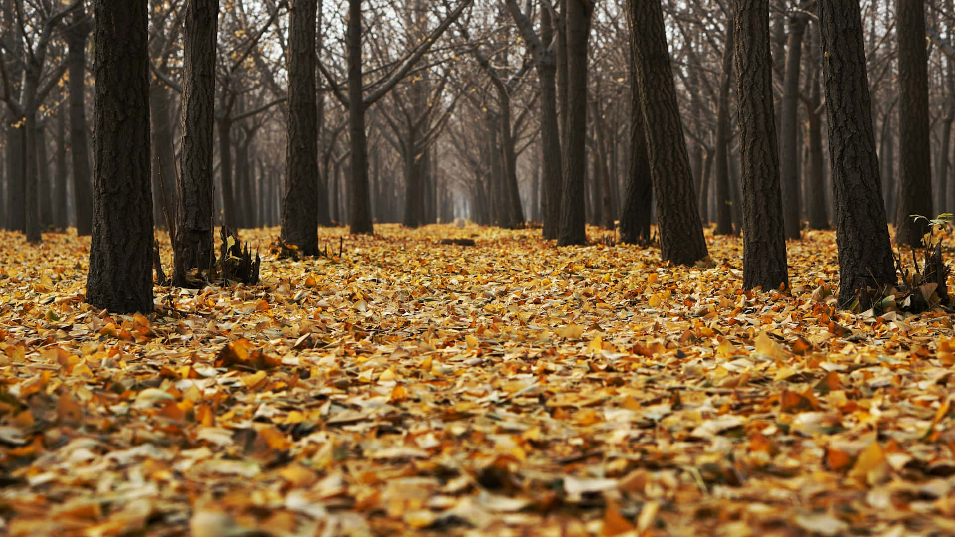 Autumnal Forest Path.jpg Background