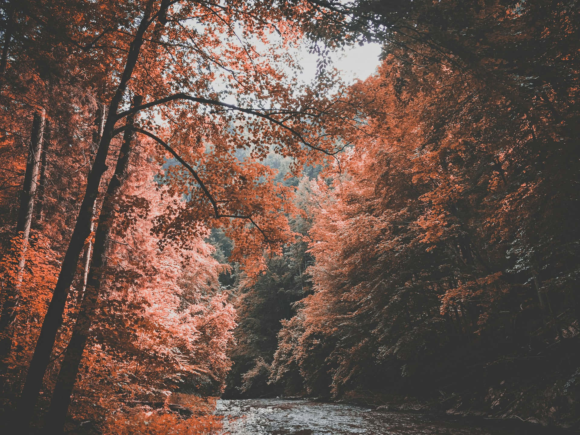 Autumnal Forest River Desktop Wallpaper Background