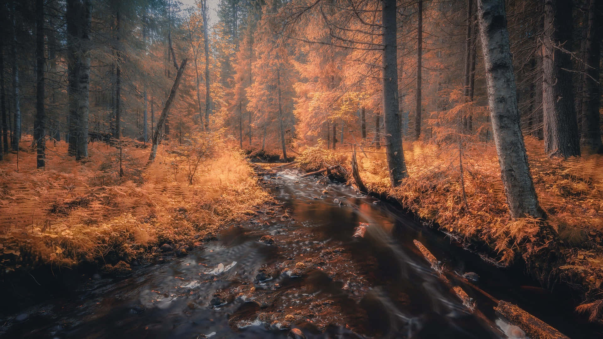 Autumnal Forest Stream Background