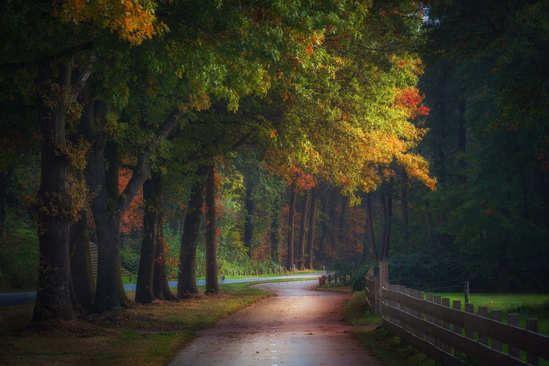 Autumnal Road Serenity Background