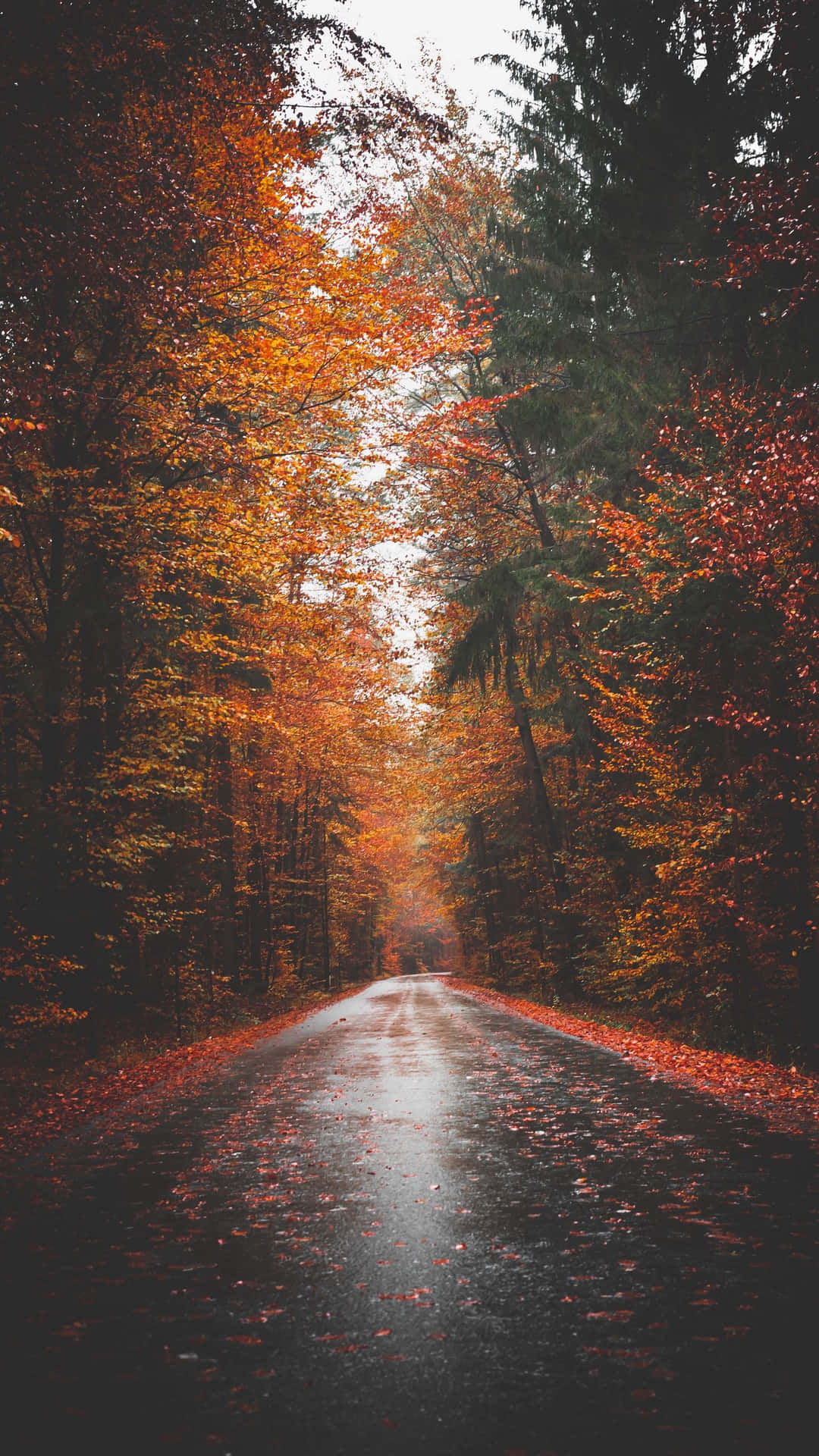 Autumnal Road Serenity.jpg Background