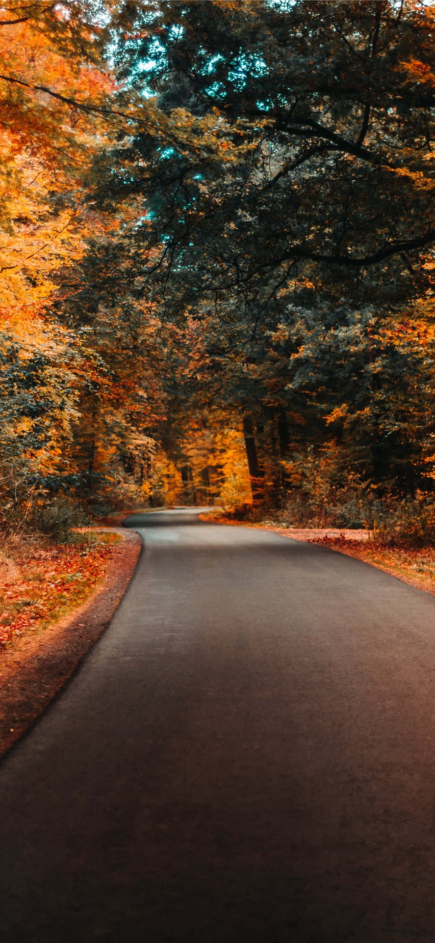 Autumnal Road Serenity.jpg Background