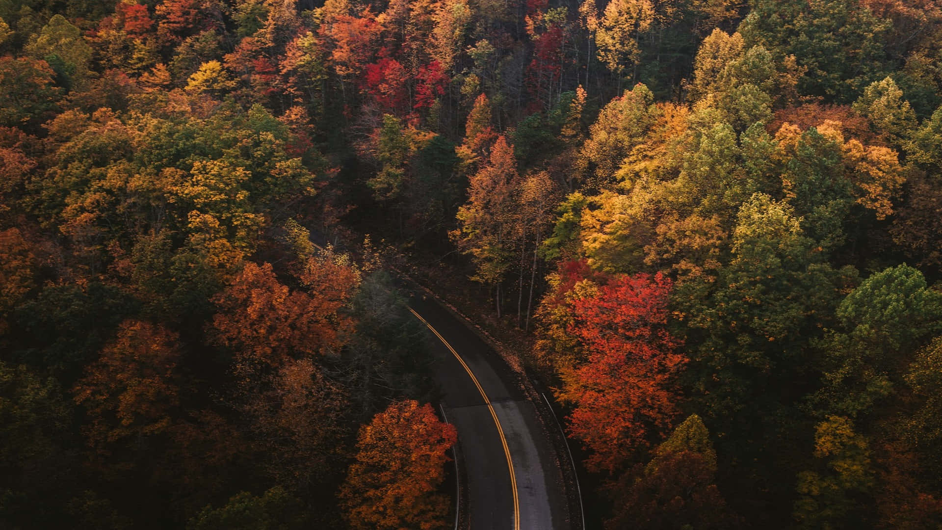 Autumnal Road Through Forest H D Desktop Background