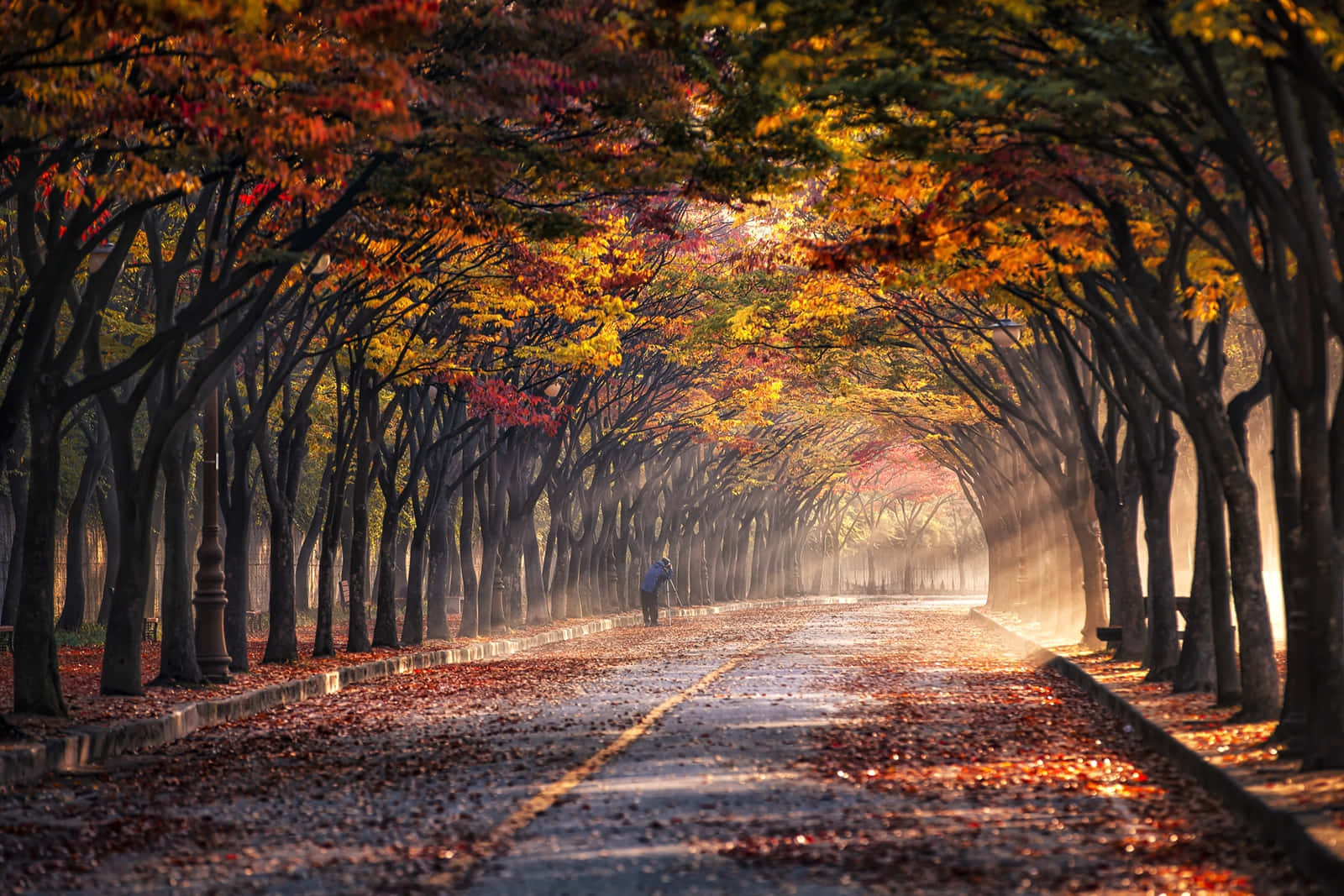 Autumnal Sunrise Alley Background
