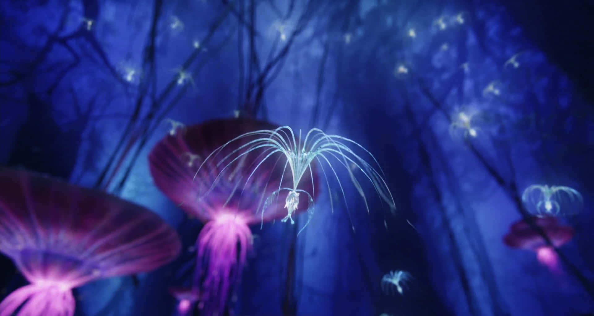 Avatar 2 The Way Of Water Atokirina Woodsprite Background