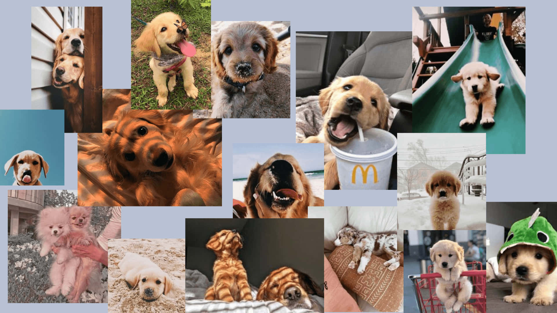 Awaken The Free Spirit Inside With A Pup's Confidence!