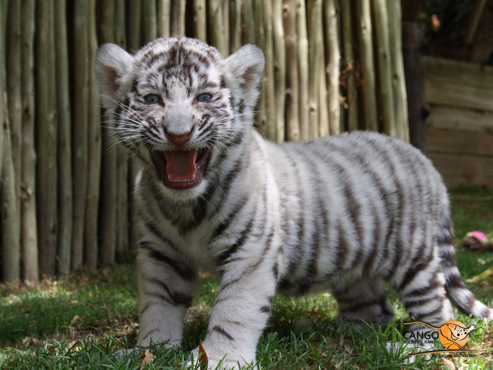 Awe-inspiring Baby White Tiger Expressing Miniature Roar Background