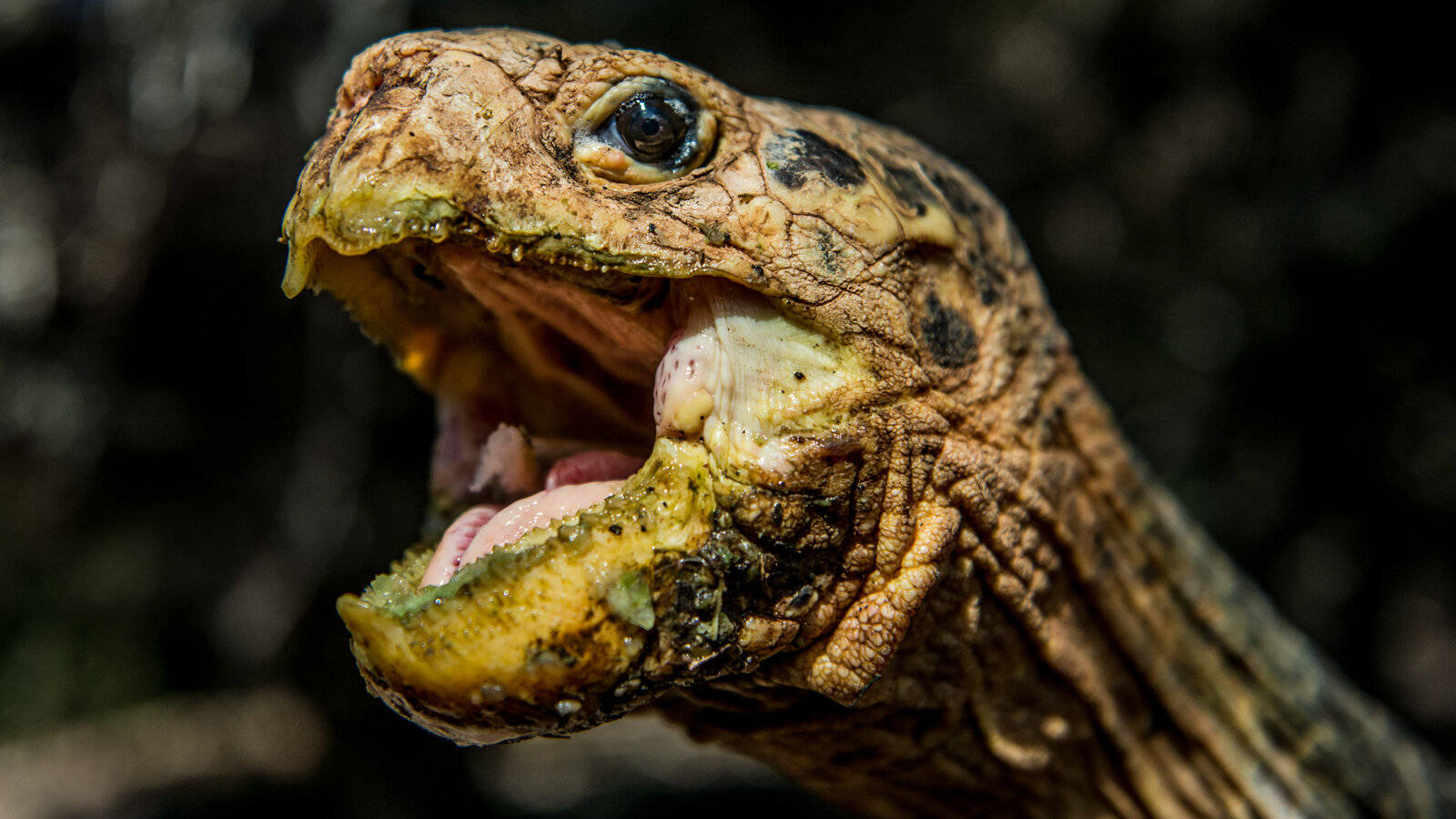 Awe-inspiring Capture Of An Open-mouthed Tortoise Background