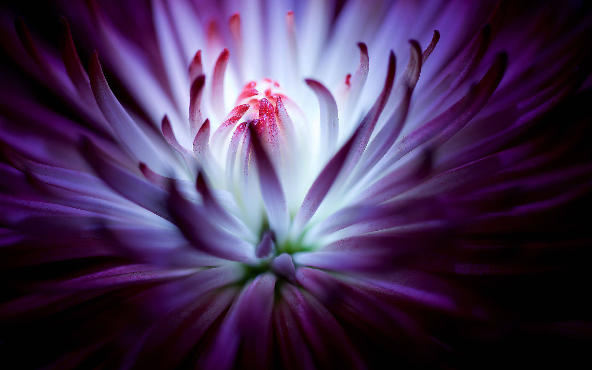 Awesome Chrysanthemum Purple Flower Background