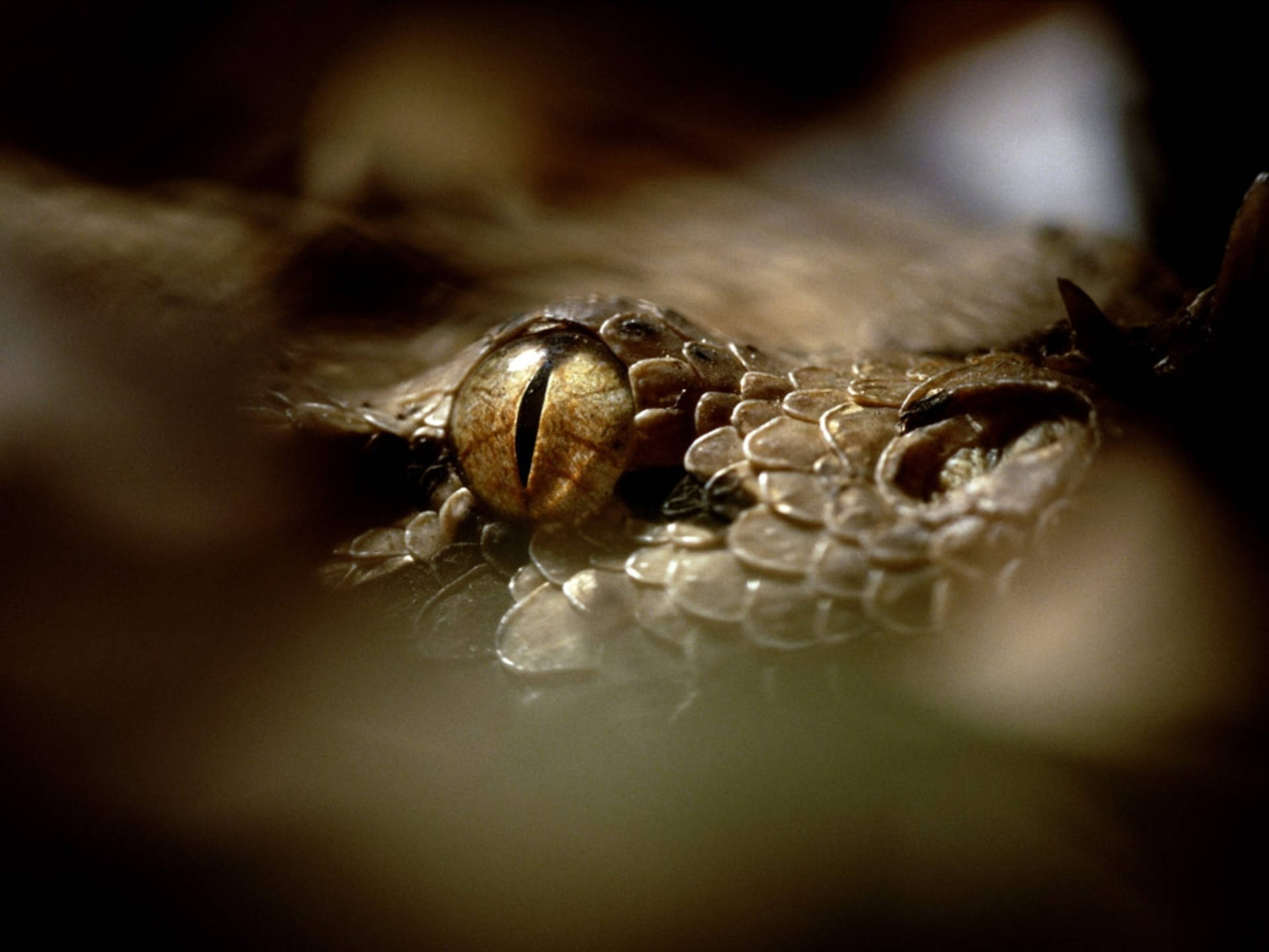 Awesome Gaboon Viper Eye Macro Shot