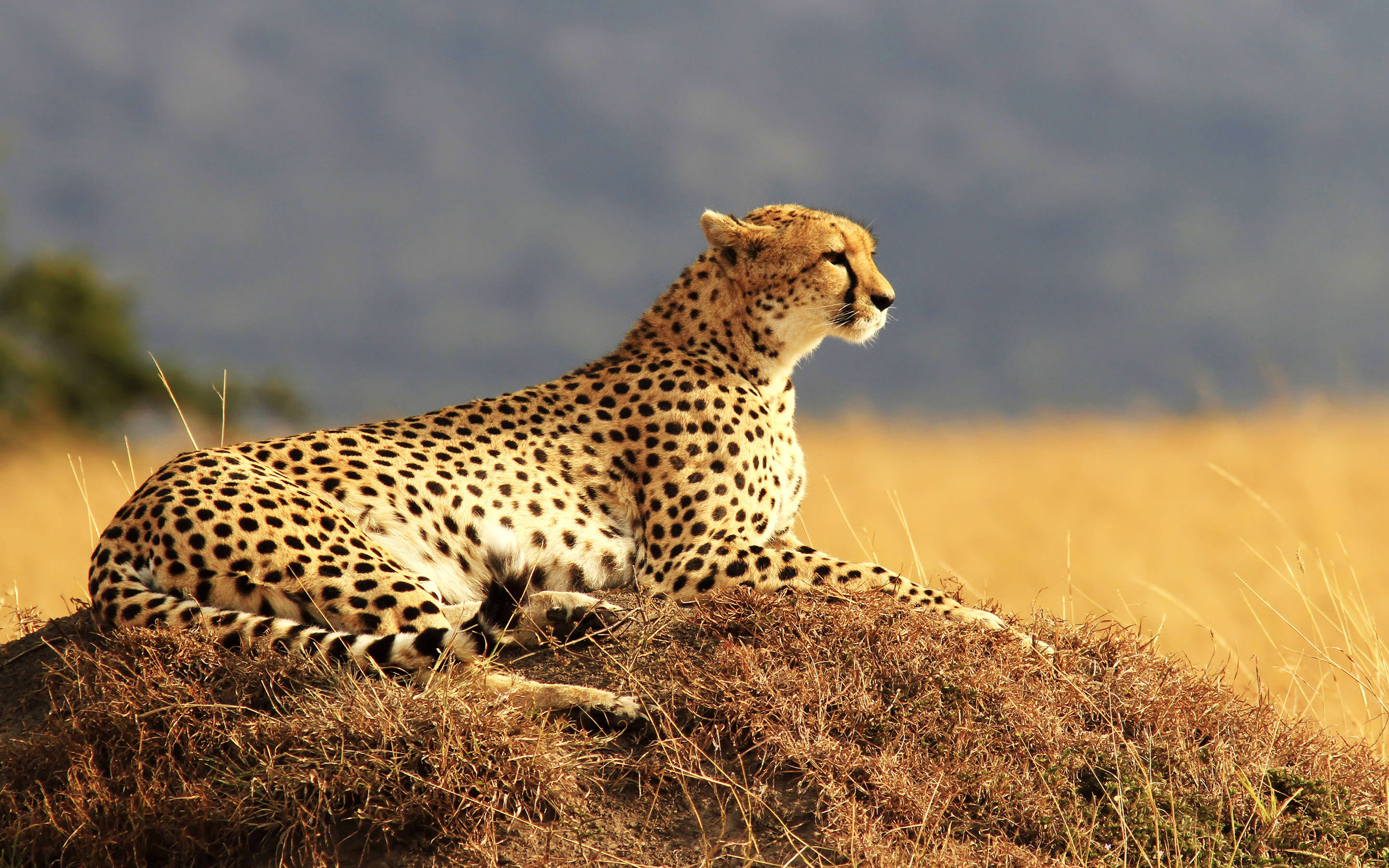 Awesome Hd Glorious Cheetah Background