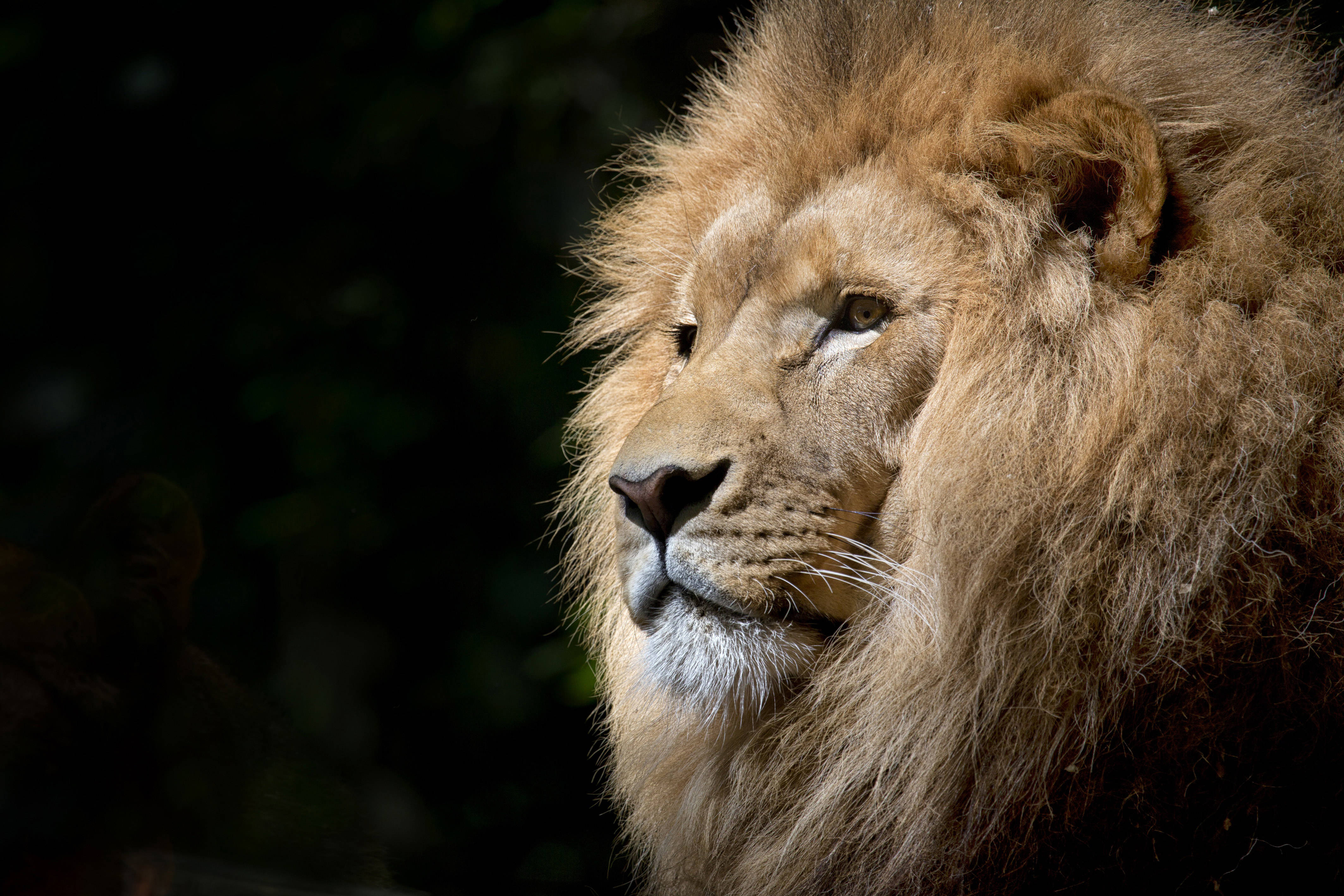 Awesome Hd Lion On Black Background Background