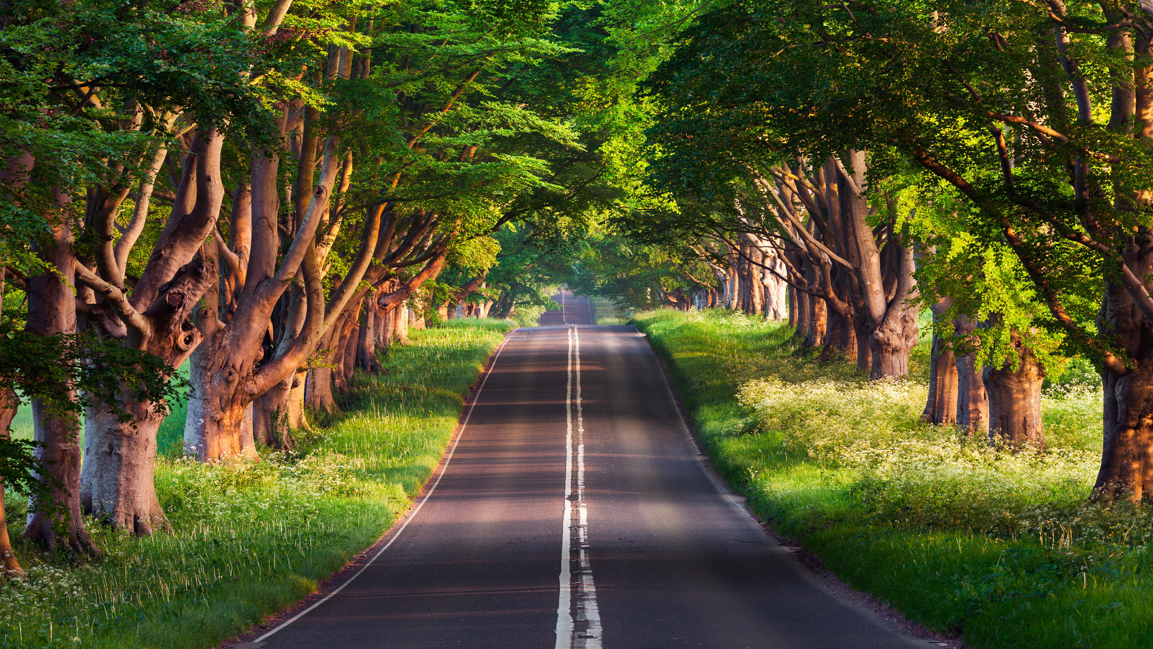 Awesome Hd Road Lined With Trees Background