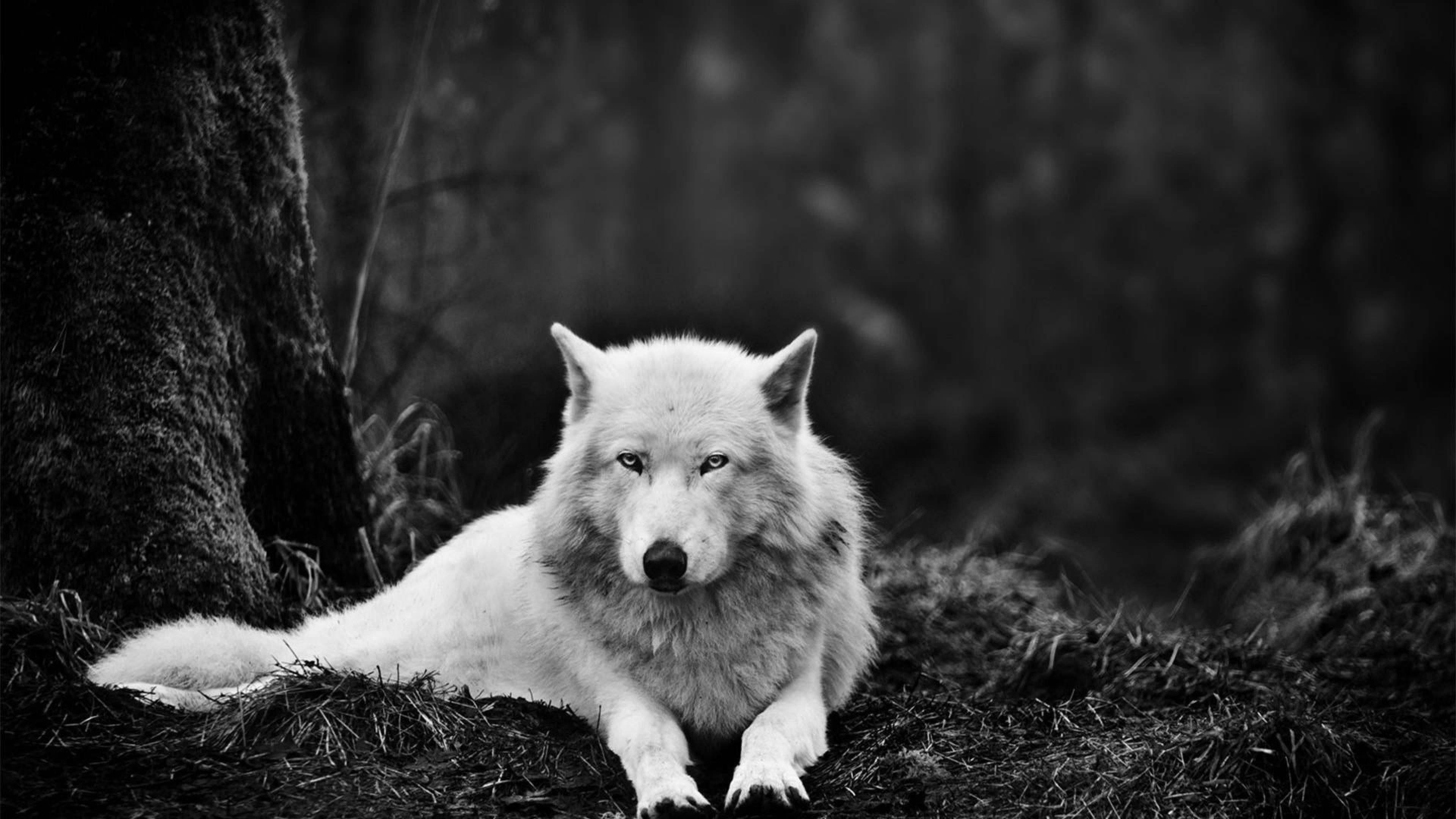 Awesome Hd White Wolf