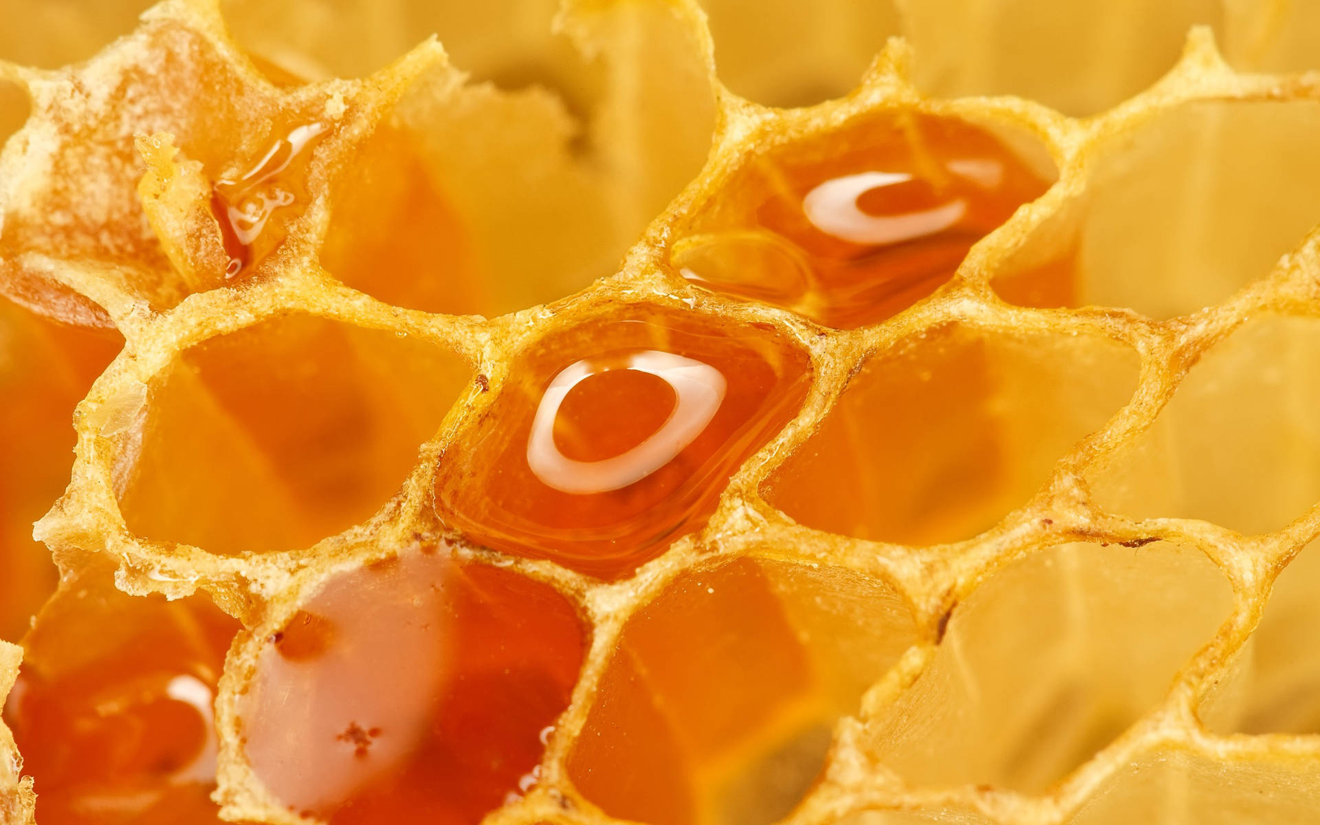 Awesome Honey Macro Photography Background