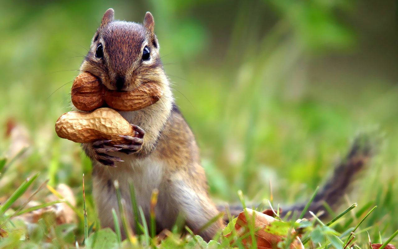 Awesome Squirrel Animal Background