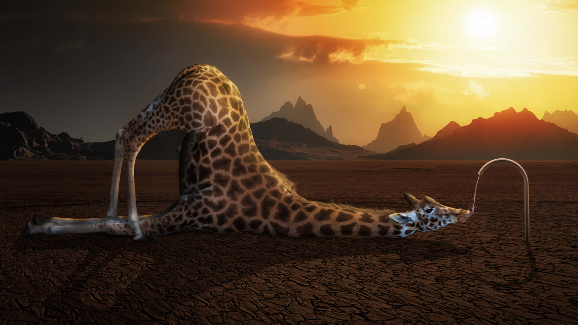 Awkward Photo Of Giraffe In Drought