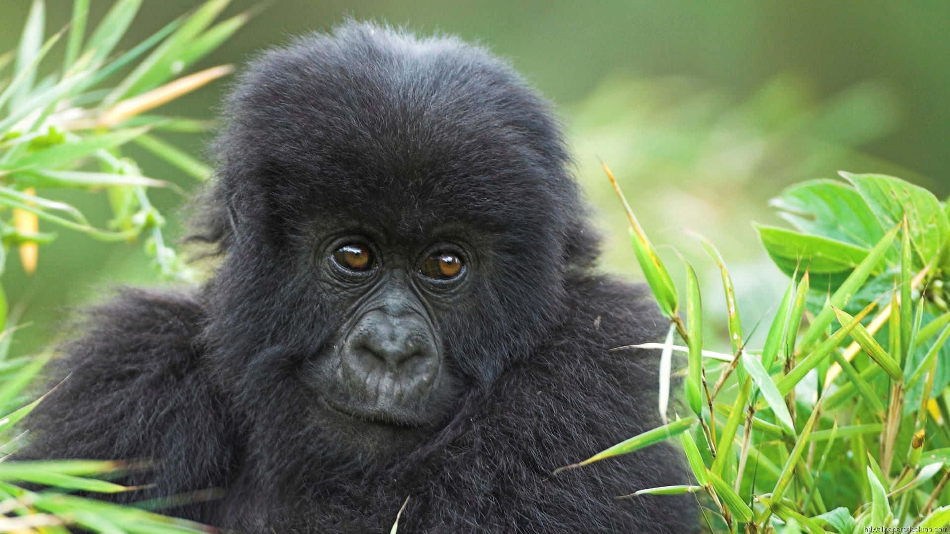 Aww, Look At That Cute, Little Gorilla! Background